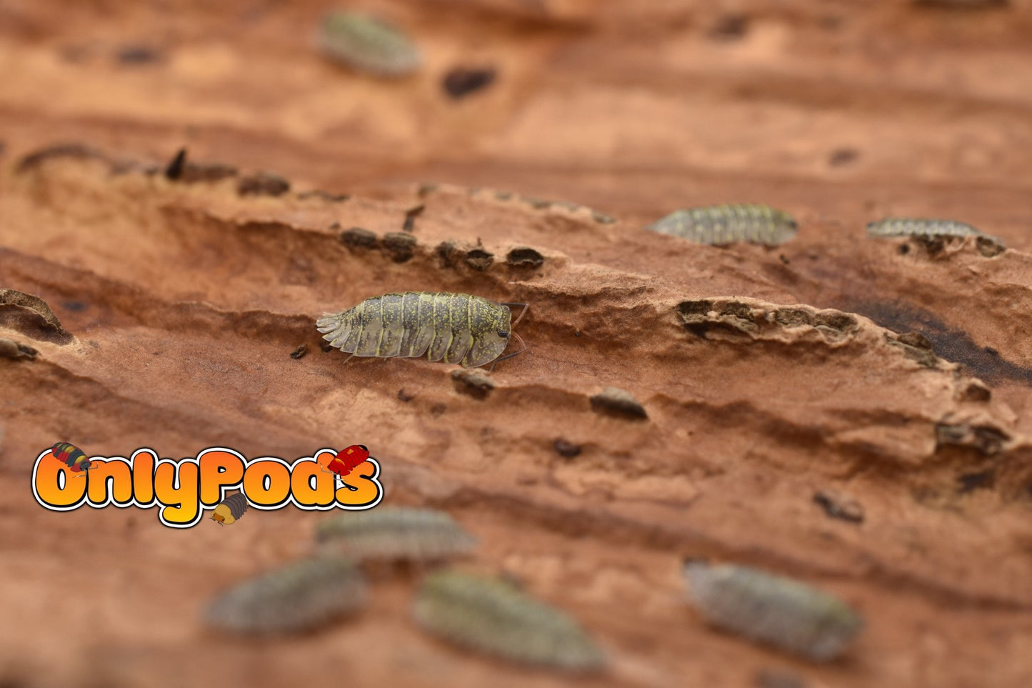Troglodillo Greenspot Isopod for sale UK - OnlyPods