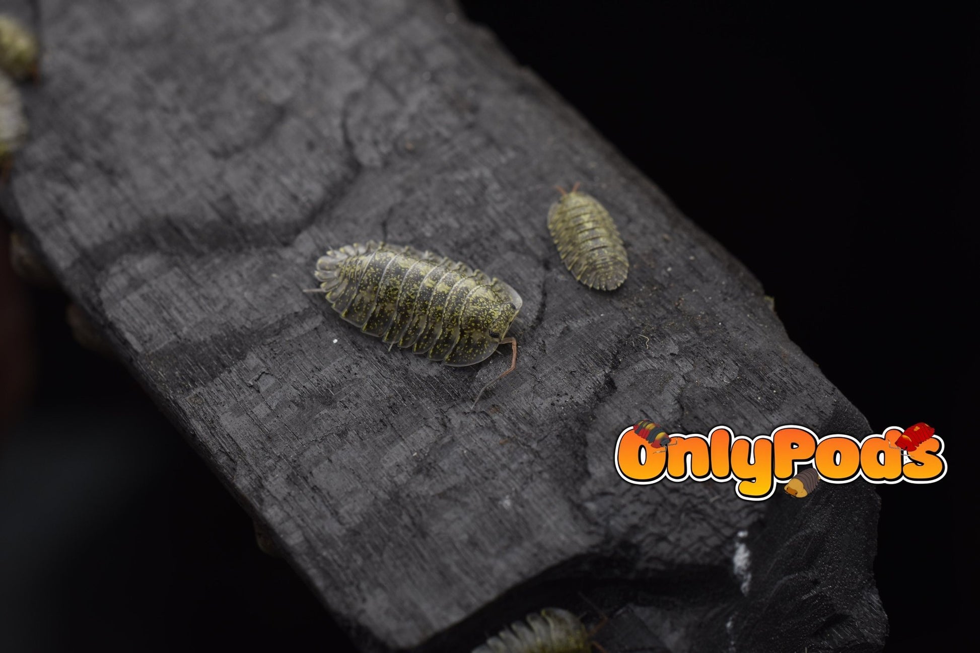 Troglodillo Greenspot Isopod for sale UK - OnlyPods