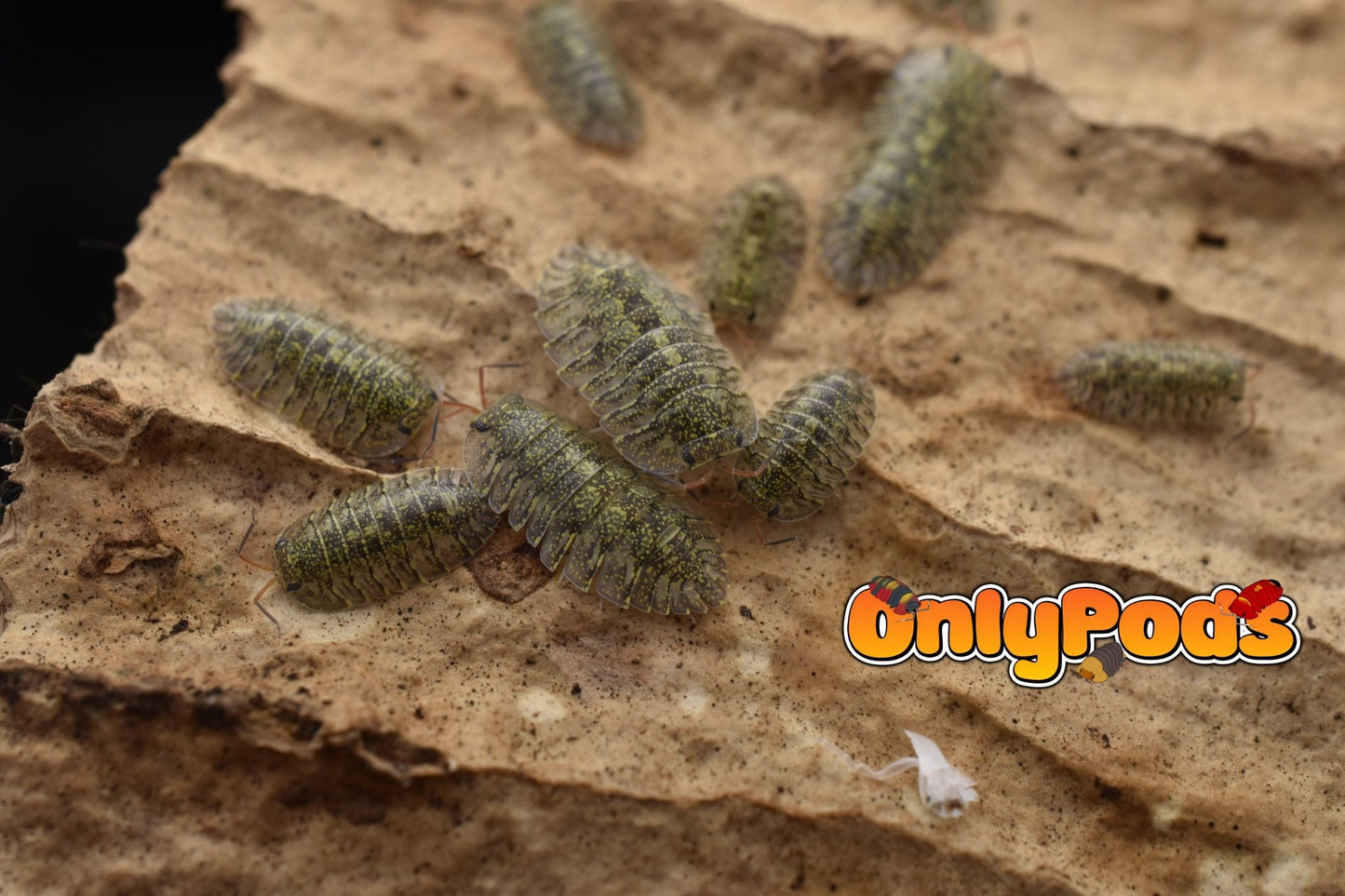 Troglodillo Greenspot Isopod for sale UK - OnlyPods