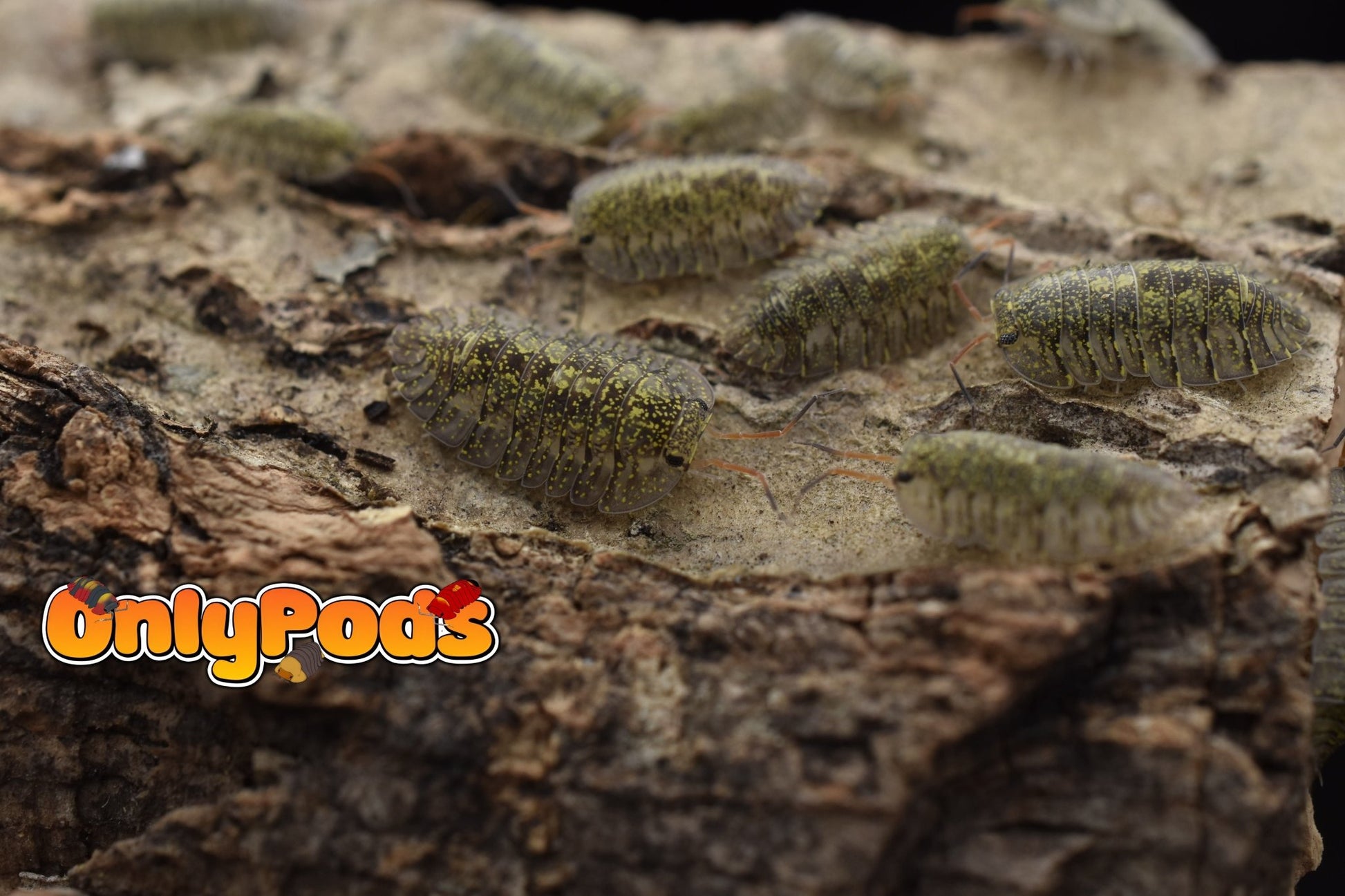 Troglodillo Greenspot Isopod for sale UK - OnlyPods