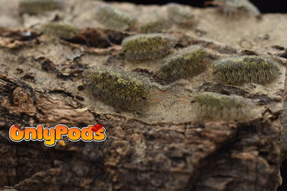 Troglodillo Greenspot Isopod for sale UK - OnlyPods