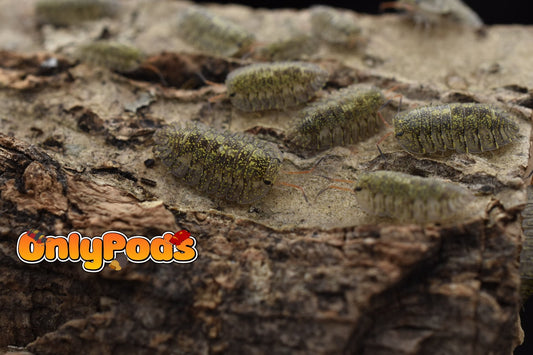 Troglodillo Greenspot Isopod for sale UK - OnlyPods