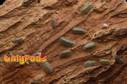 Troglodillo Greenspot Isopod for sale UK - OnlyPods