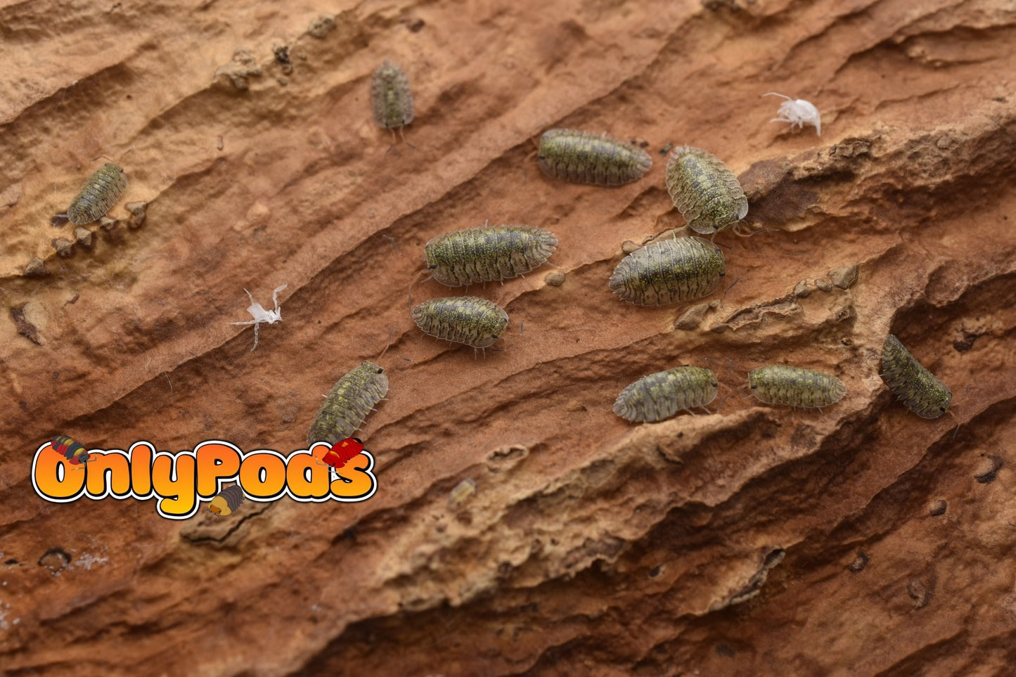 Troglodillo Greenspot Isopod for sale UK - OnlyPods