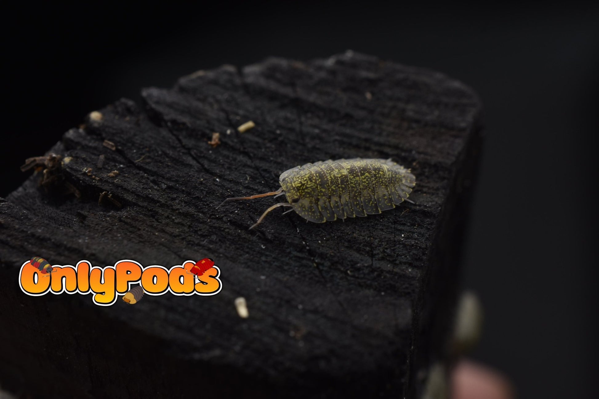 Troglodillo Greenspot Isopod for sale UK - OnlyPods