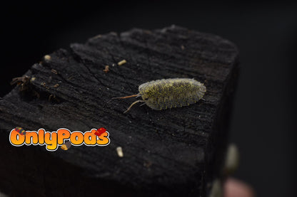 Troglodillo Greenspot Isopod for sale UK - OnlyPods