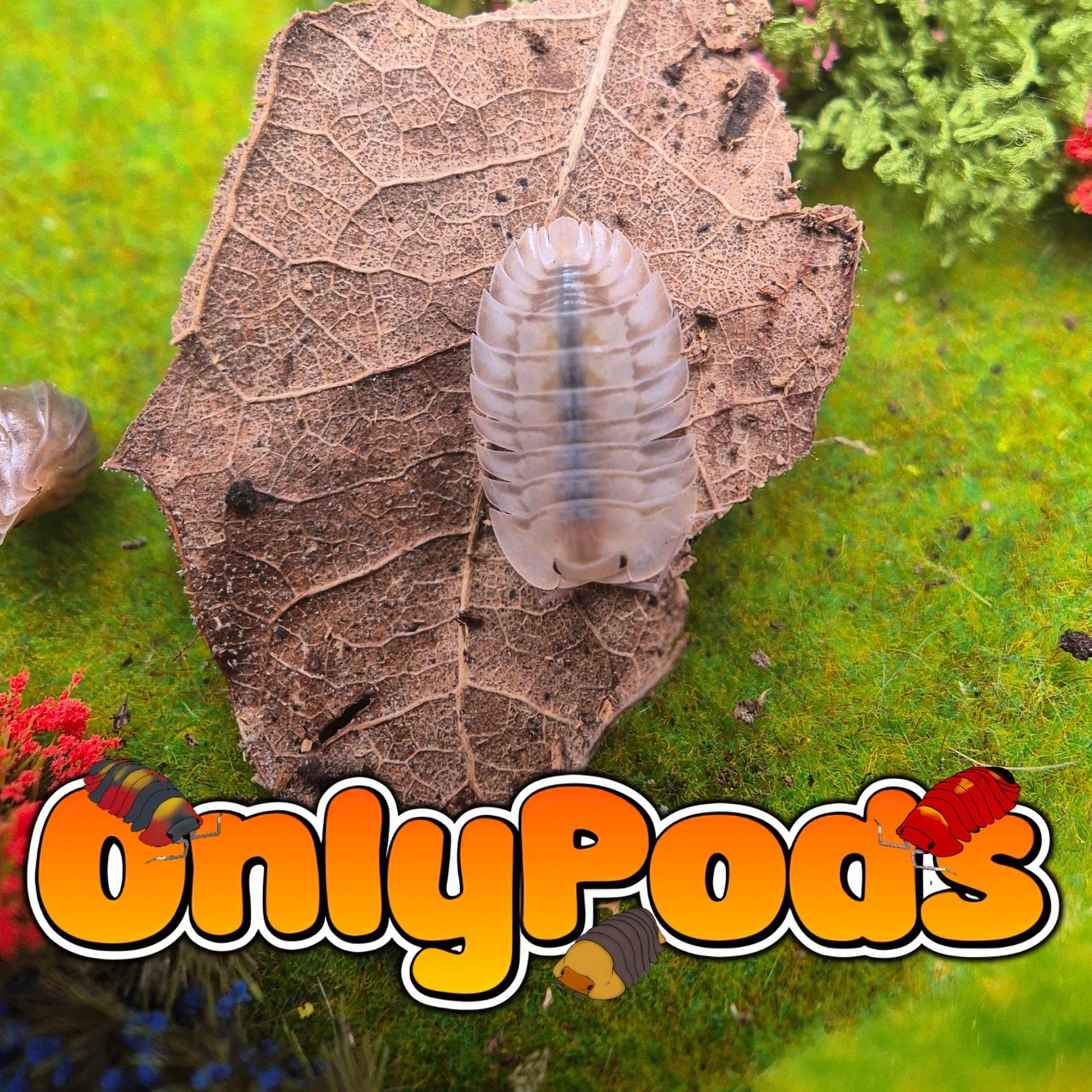Troglodillo Moon Stone Isopod for sale UK - OnlyPods