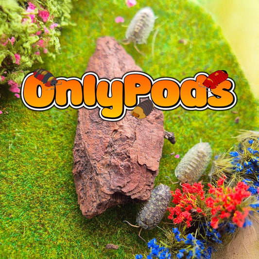 Troglodillo Oyster Isopod for sale UK - OnlyPods