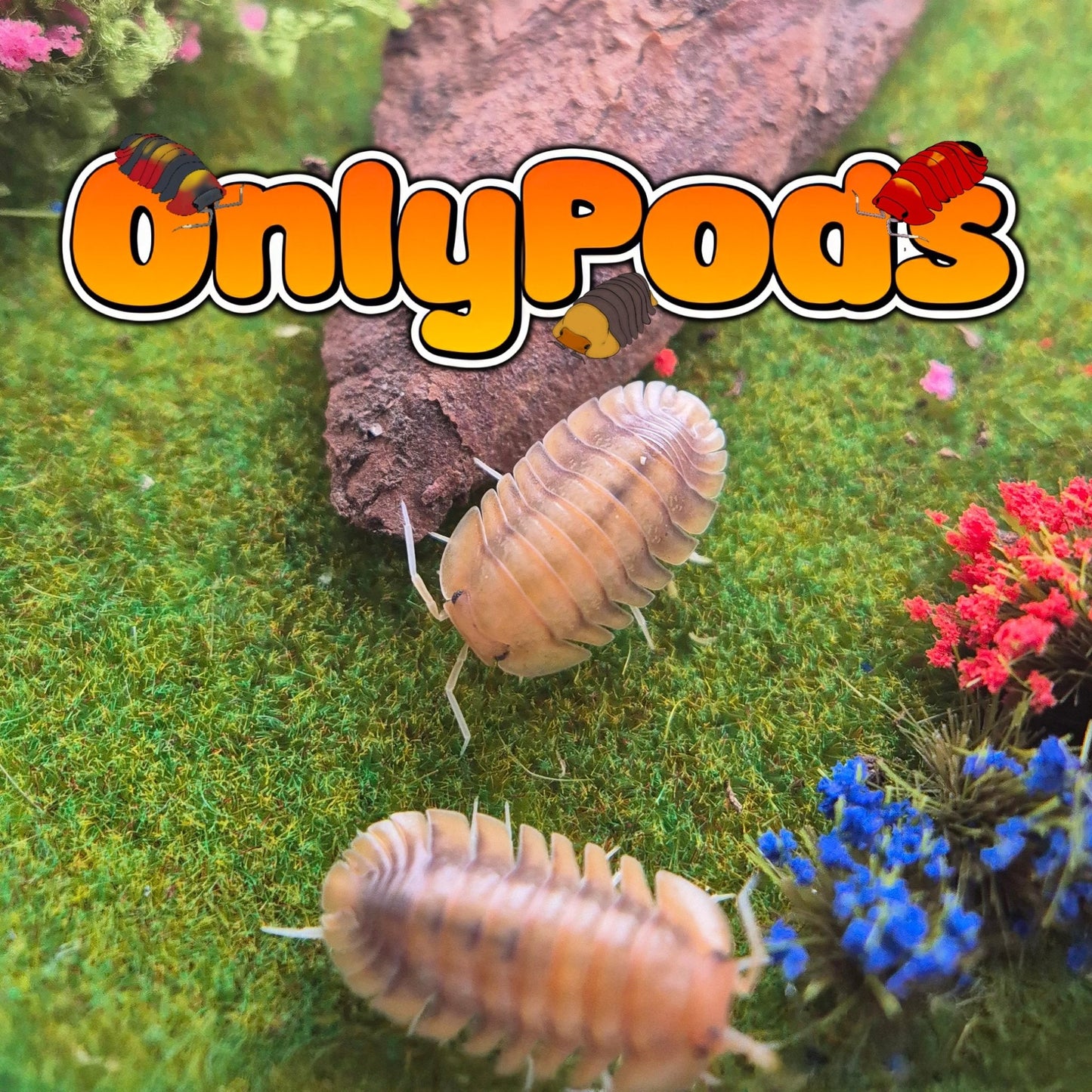 Troglodillo Persimmon Isopod for sale UK - OnlyPods