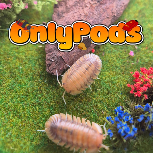 Troglodillo Persimmon Isopod for sale UK - OnlyPods