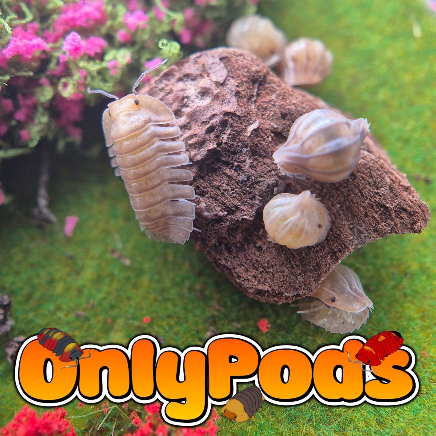 Troglodillo Porcelain Isopod for sale UK - OnlyPods