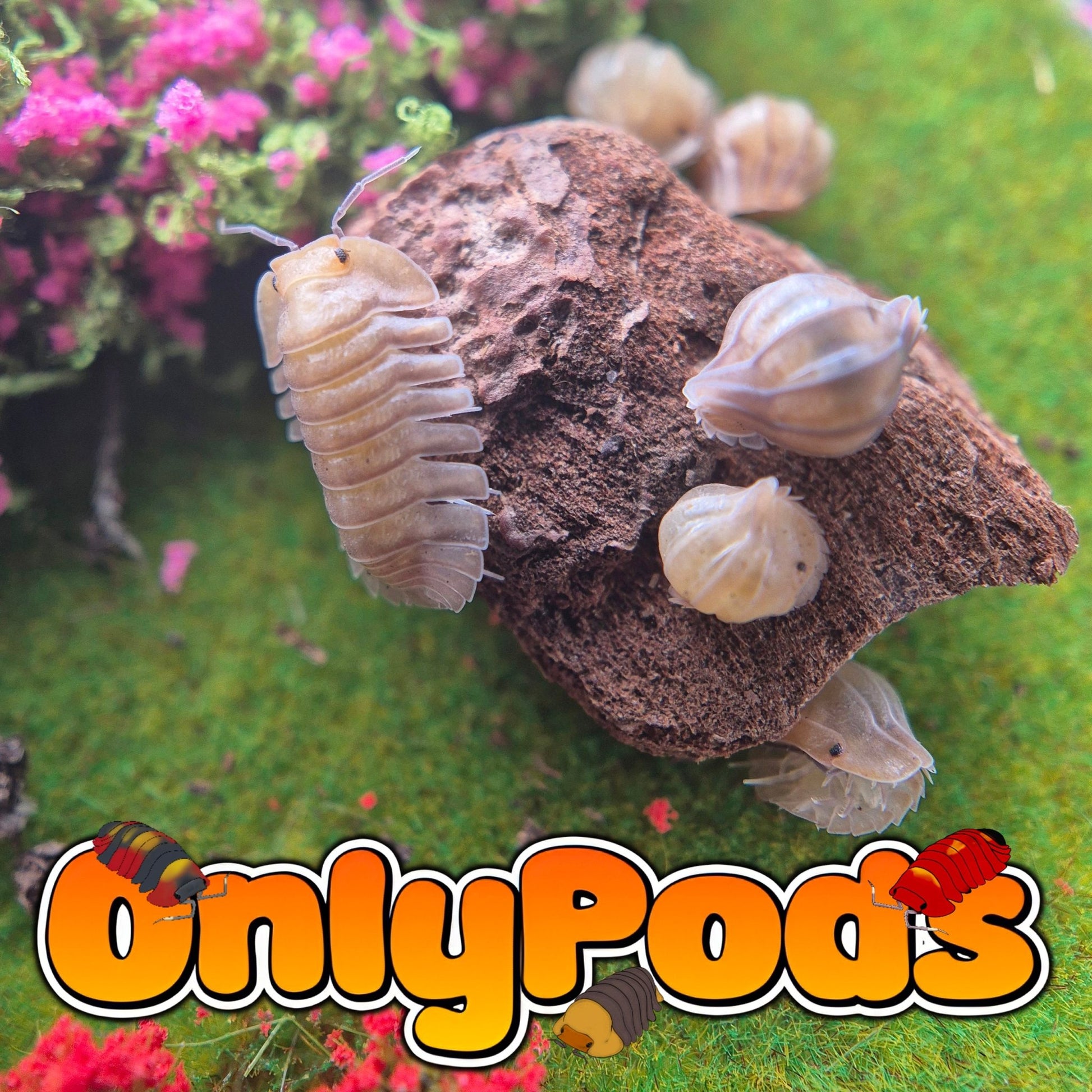 Troglodillo Porcelain Isopod for sale UK - OnlyPods