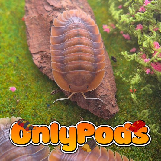 Troglodillo Vex Isopod for sale UK - OnlyPods