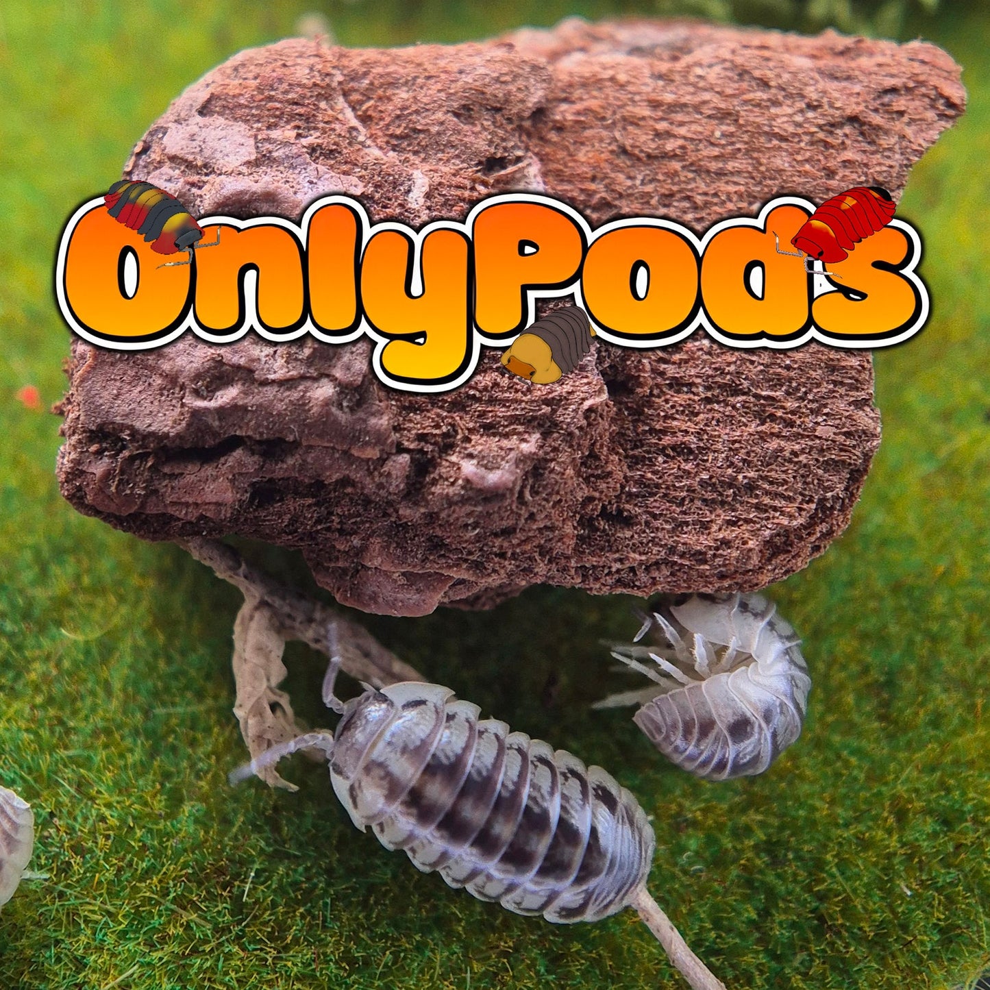 Tunisiense (Armadillidium Tunisiense) Isopod for sale UK - OnlyPods
