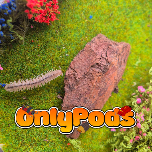 Polydesmus angustus