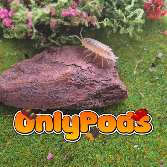 White (Porcellio Pruinosus) Isopod for sale UK - OnlyPods