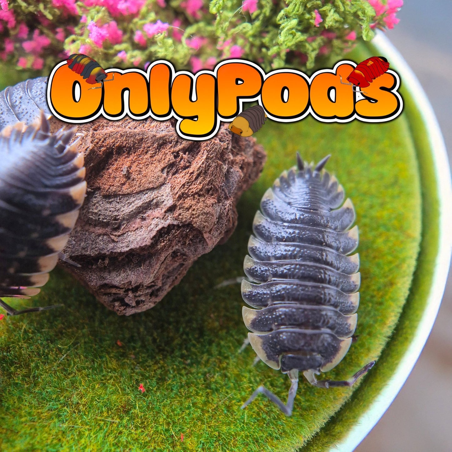 Yellow Edged (Trachelipus Caucasius) Isopod for sale UK - OnlyPods