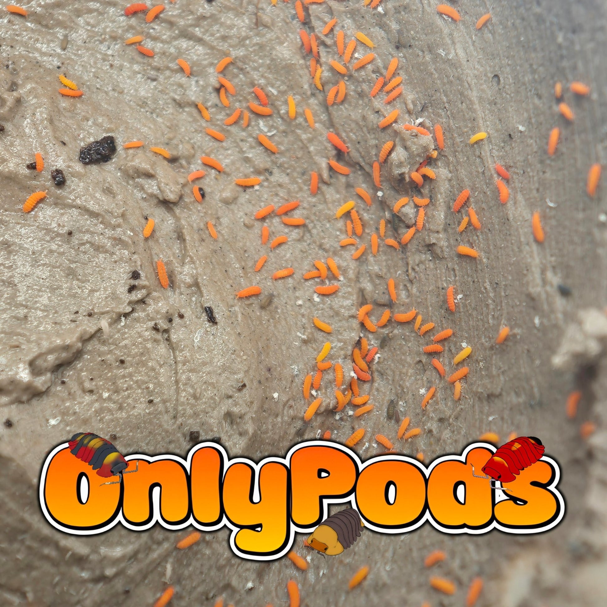 Yuukianura Aphoruroides "Orange" Springtails Springtails for sale UK - OnlyPods