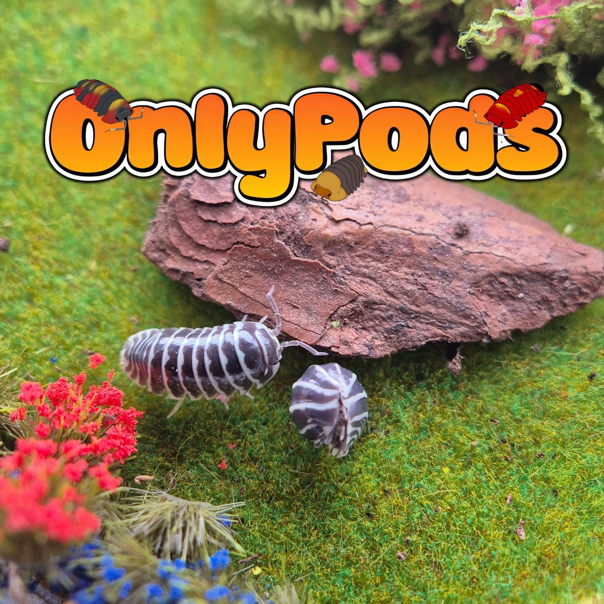 Zebra (Armadillidium Maculatum) Isopod for sale UK - OnlyPods